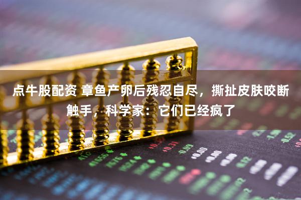 点牛股配资 章鱼产卵后残忍自尽，撕扯皮肤咬断触手，科学家：它们已经疯了