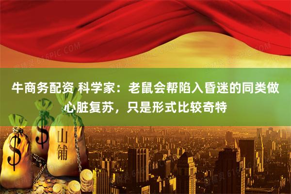 牛商务配资 科学家：老鼠会帮陷入昏迷的同类做心脏复苏，只是形式比较奇特